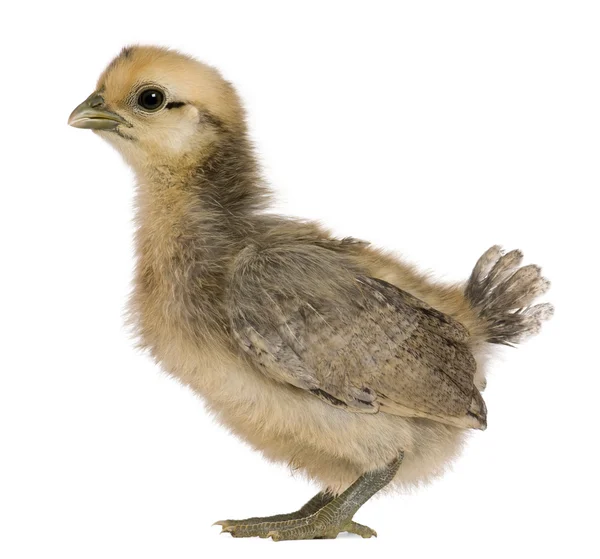 Chick, 3 hafta yaşlı, beyaz arka plan duran — Stok fotoğraf