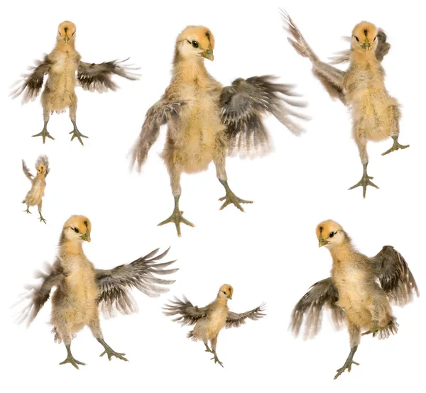 Samling av kycklingar försöker flyga framför vit bakgrund — Stockfoto