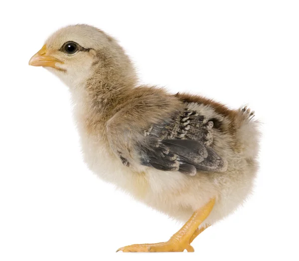 Chick, 15 gün yaşlı, beyaz arka plan duran — Stok fotoğraf