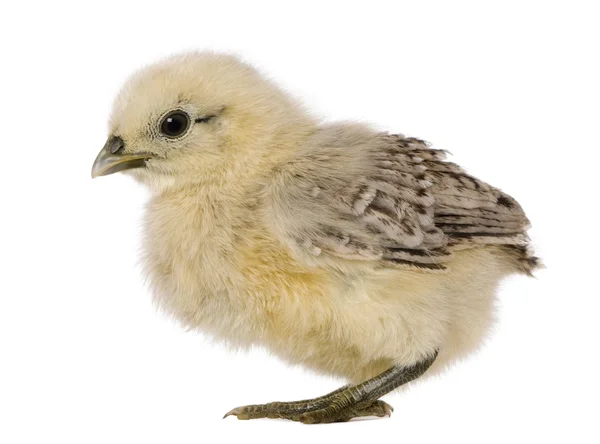 Chick, 1 week old, standing in front of white background — Stock Photo, Image