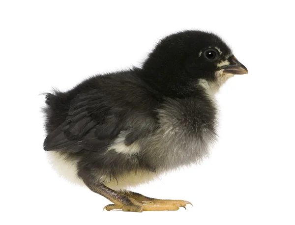 Chick, 1 hafta yaşlı, beyaz arka plan duran — Stok fotoğraf