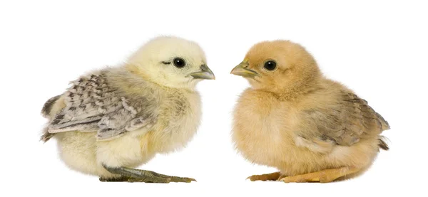 Dua anak ayam di depan latar belakang putih — Stok Foto