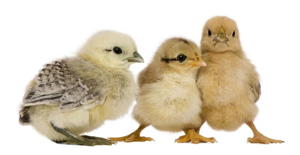 Grupp av tre kycklingar står mot vit bakgrund — Stockfoto