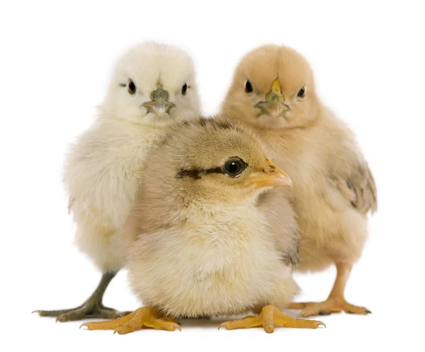 Groep van drie chicks permanent tegen witte achtergrond — Stockfoto