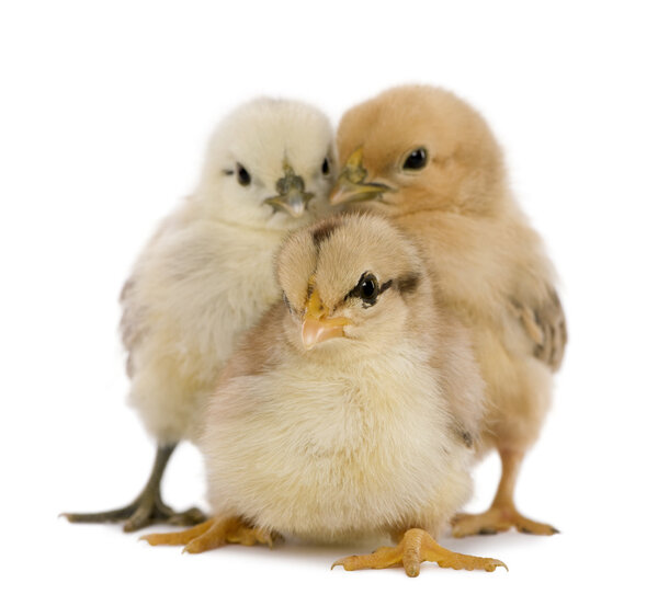 Three chicks in front of white background