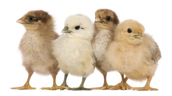 Grupp av fyra kycklingar står mot vit bakgrund — Stockfoto