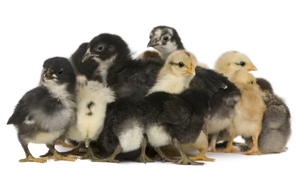 Grupp kycklingar mot vit bakgrund — Stockfoto