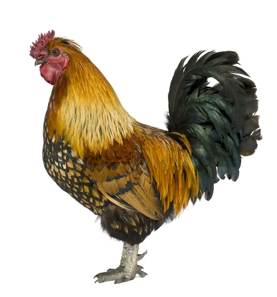 Gallic rooster, 5 anos, de pé em frente ao fundo branco — Fotografia de Stock