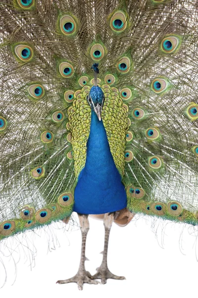 Front view of Male Indian Peafowl displaying tail feathers — Stock Photo, Image