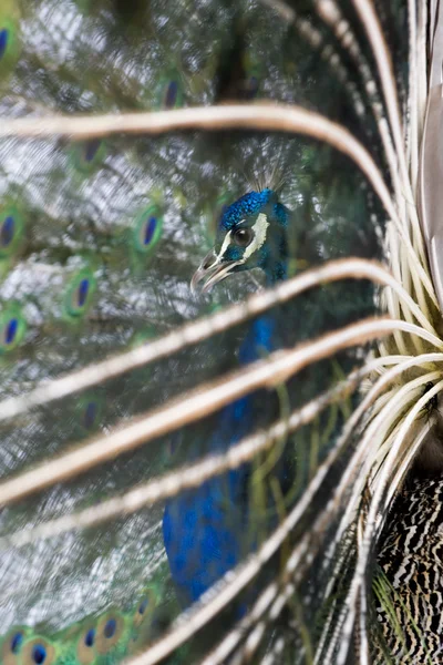 Мужской индийский Peafowl дисплей колесо на белом фоне — стоковое фото