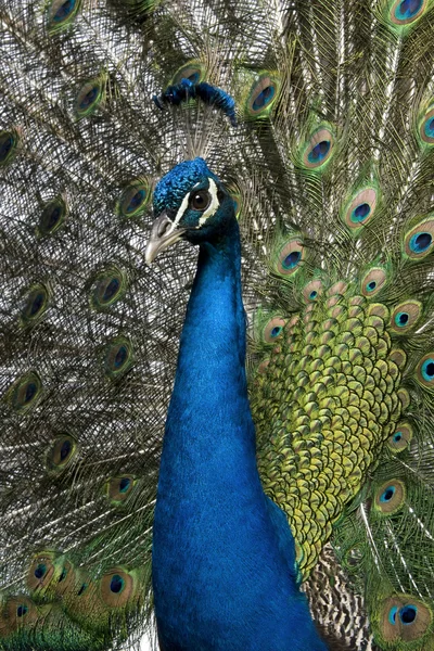 Närbild på peacock — Stockfoto