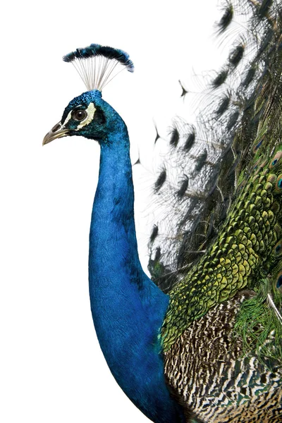 Profil för manliga indisk påfågel framför vit bakgrund — Stockfoto