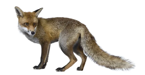 Vista frontal de Red Fox (1 año de edad ) —  Fotos de Stock
