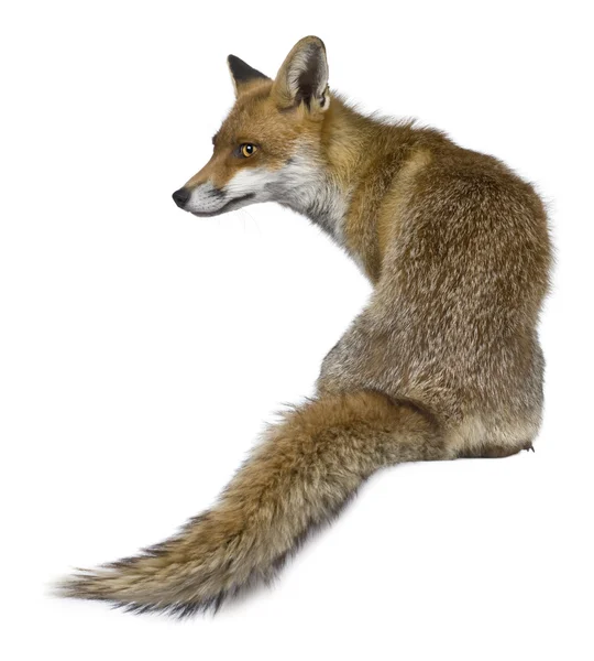 Widok z przodu Red Fox (1 rok stary) — Zdjęcie stockowe