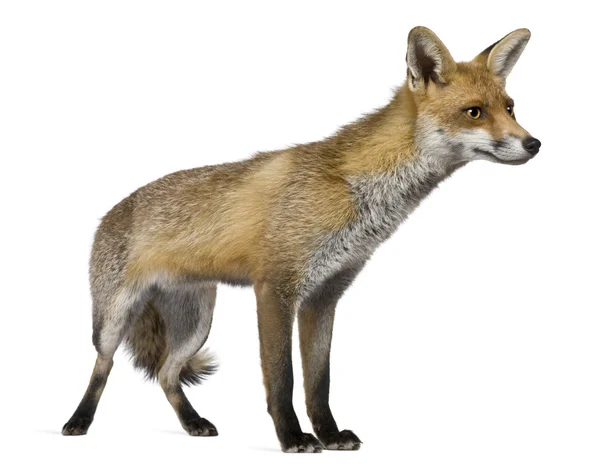 Вид спереди Red Fox (1 год) ) — стоковое фото