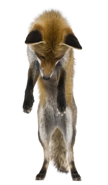 Edessä näkymä Red Fox (1 vuotta vanha ) — kuvapankkivalokuva