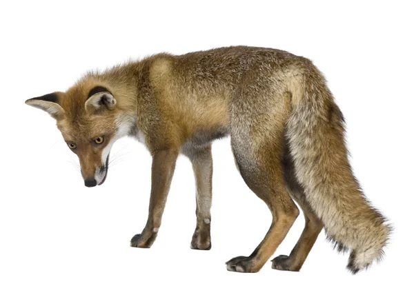 Front view of Red Fox (1 year old) — Stock Photo, Image