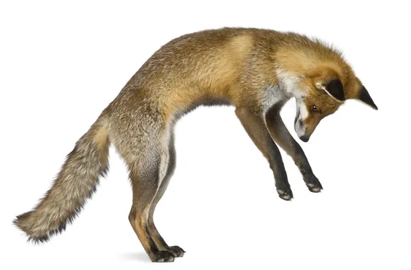 赤狐 (1 歳の正面図) — ストック写真