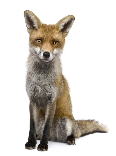 Vista frontal de Red Fox (1 año de edad ) — Foto de Stock