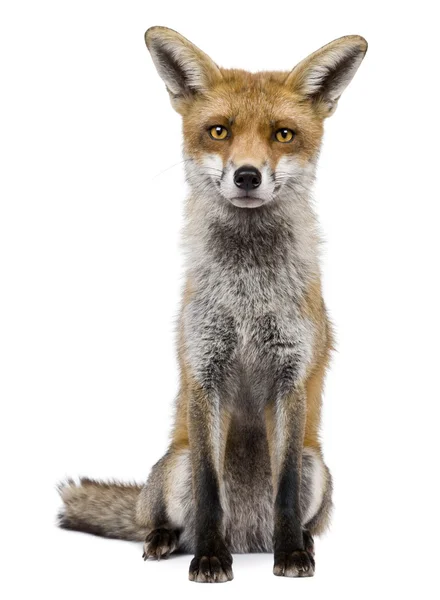 Вид спереди Red Fox (1 год) ) — стоковое фото
