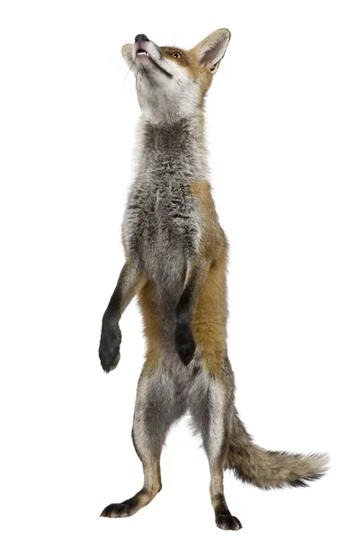 붉은 여우 (1 세의 전면 보기) — 스톡 사진