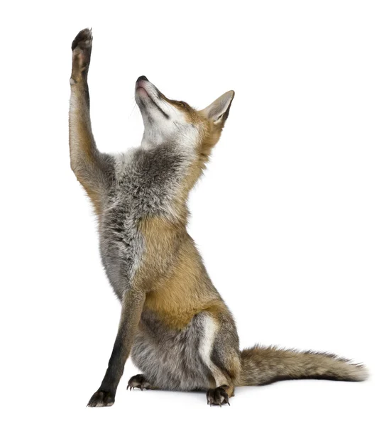 Edessä näkymä Red Fox (1 vuotta vanha ) — kuvapankkivalokuva