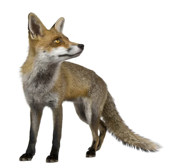 Red fox, 1 jaar oud, staande voor de witte achtergrond — Stockfoto