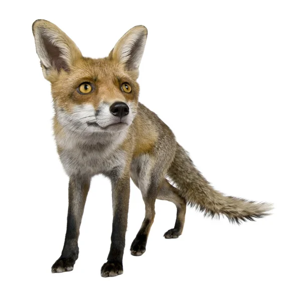 Vista frontal de Red Fox (1 ano de idade ) — Fotografia de Stock
