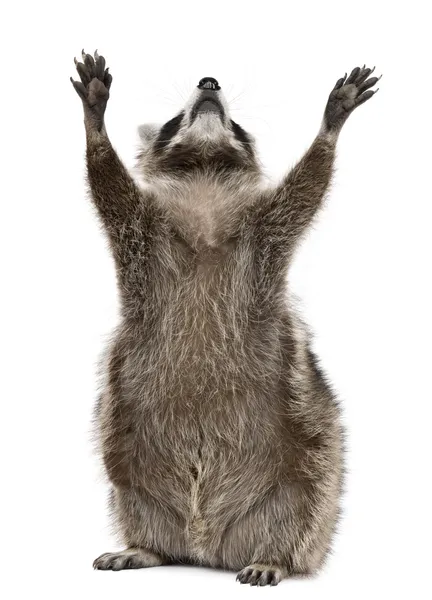 Raccoon, 2 years old, reaching up in front of white background — Stock Photo, Image