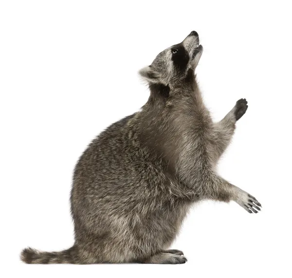 Raccoon looking up in front of white background — Stock Photo, Image