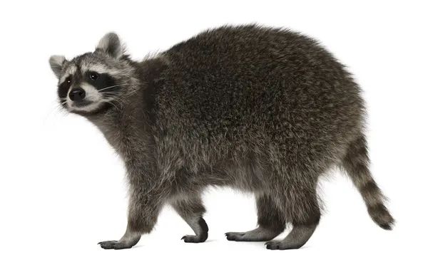 Raccoon, 2 years old, walking in front of white background — Stock Photo, Image
