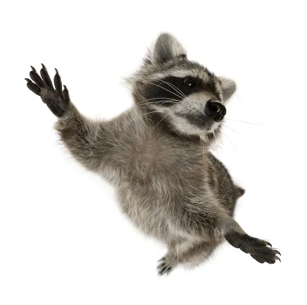 Raccoon standing on hind legs in front of white background — Stock Photo, Image