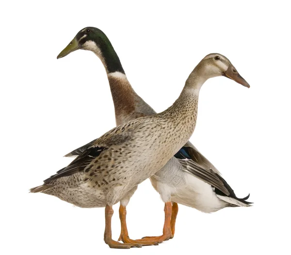 Male and female Indian Runner Duck, 3 years old, standing in front of white background — Stock Photo, Image
