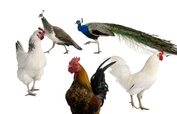 Pavões, galinhas e galo na frente do fundo branco — Fotografia de Stock