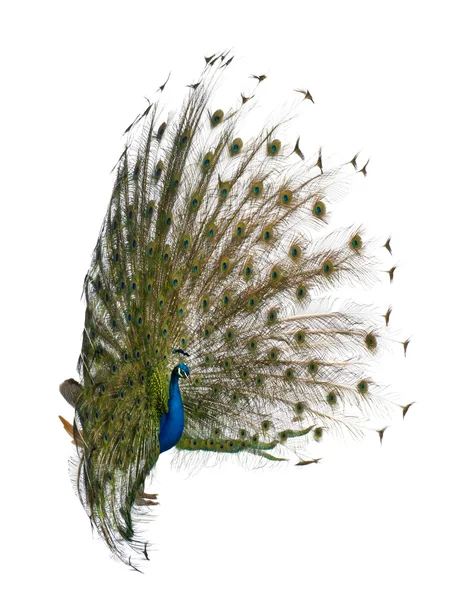 Male Indian Peafowl walking in front of white background — Stock Photo, Image