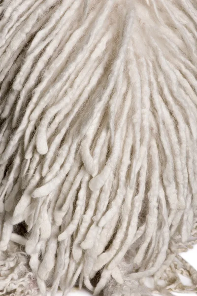 Primer plano en White Corded estándar Poodle — Foto de Stock