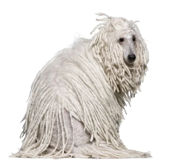 Blanco Corded estándar Poodle de pie delante de fondo blanco —  Fotos de Stock
