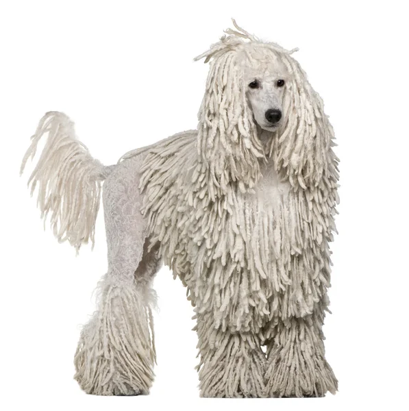 Branco com fio padrão Poodle de pé na frente do fundo branco — Fotografia de Stock