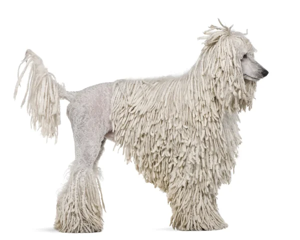 Blanco Corded estándar Poodle de pie delante de fondo blanco — Foto de Stock