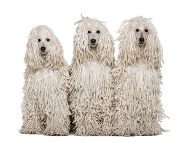 Three White Corded standard Poodles sitting in front of white background — Stock Photo, Image