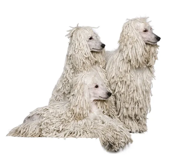 Τρεις λευκοί σχοινόδετο επίπεδο poodles μπροστά από το λευκό φόντο — Φωτογραφία Αρχείου