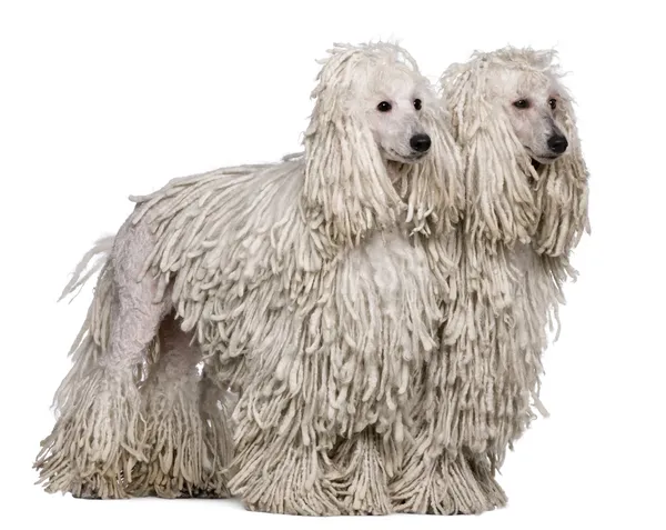 Due Poodles standard cordati bianchi seduti di fronte allo sfondo bianco — Foto Stock