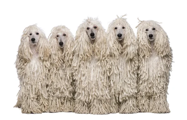 Cinque Poodles standard cordati bianchi seduti di fronte allo sfondo bianco — Foto Stock
