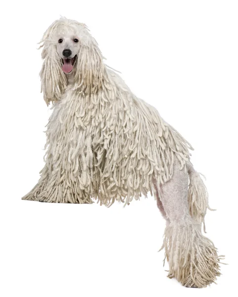 Blanco Corded estándar Poodle de pie delante de fondo blanco — Foto de Stock