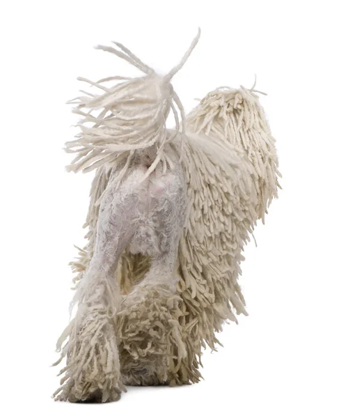 Branco com fio padrão Poodle de pé na frente do fundo branco — Fotografia de Stock