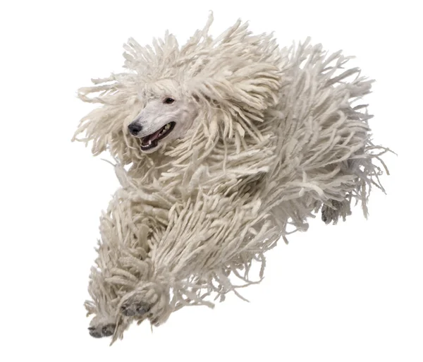 Blanco Corded estándar Poodle de pie delante de fondo blanco —  Fotos de Stock