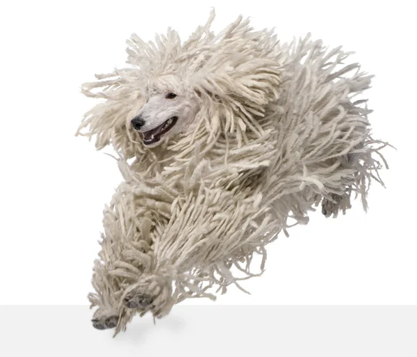 White Corded standard Poodle standing in front of white background — Stock Photo, Image