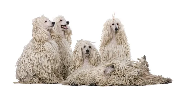 Group of White Corded standard Poodles in front of white background — Stock Photo, Image