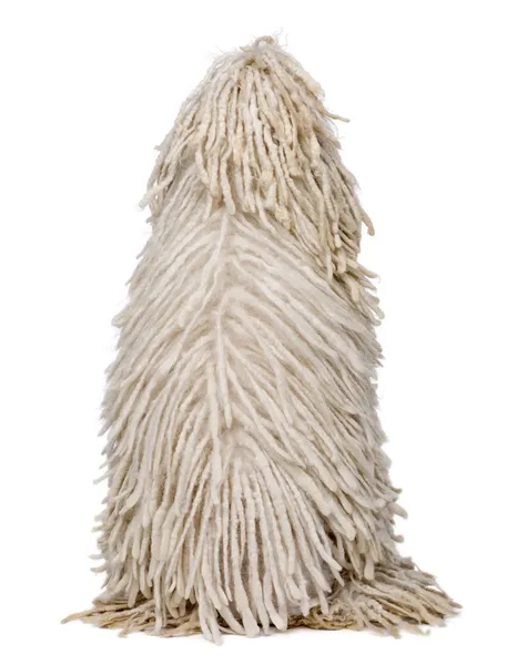 Visão traseira do Poodle padrão com fio branco sentado na frente do fundo branco — Fotografia de Stock