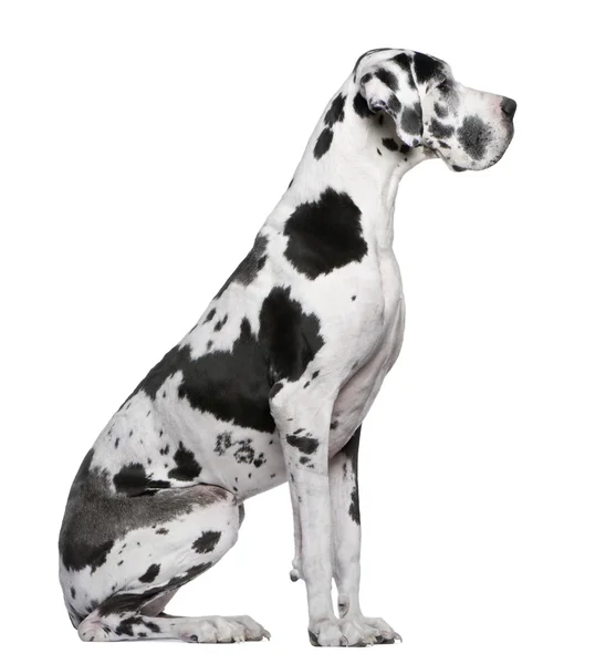 Great Dane Harlequin sitting in front of white background — Stock Photo, Image